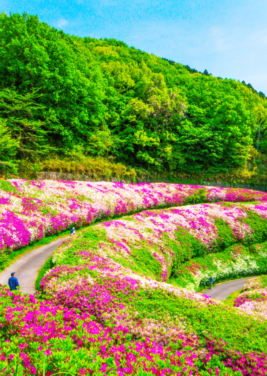 花畑の風景
